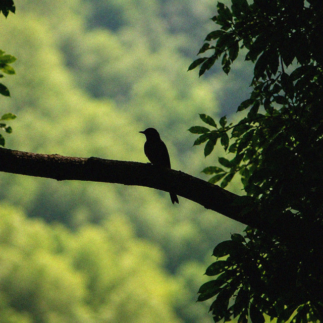 Tree and Bird cover