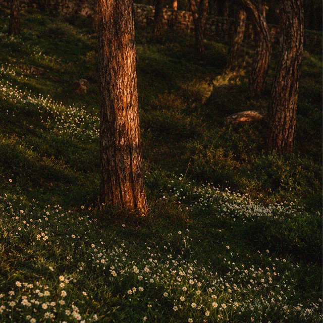 Warm Evening cover