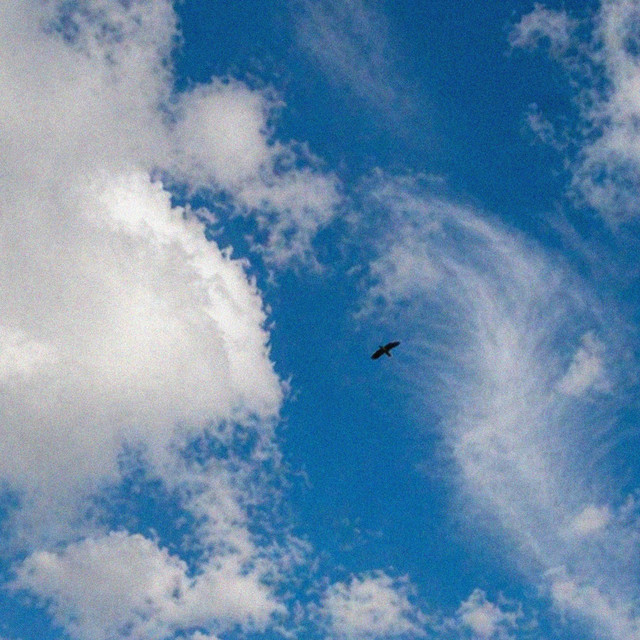 Fly cover