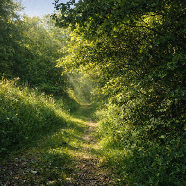Forest Walk cover