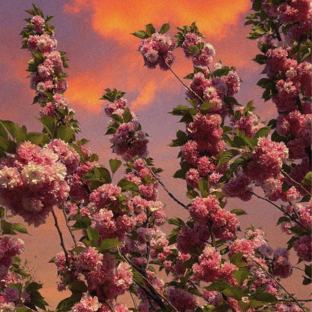 I Love Flowers cover