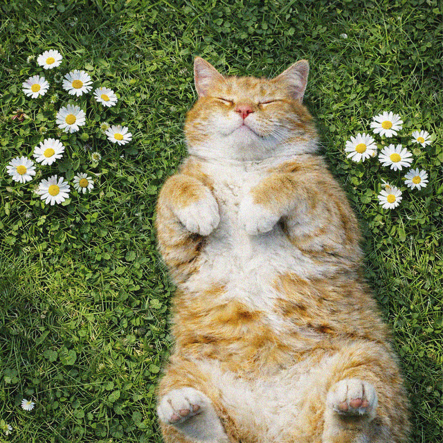 Happy Cat cover