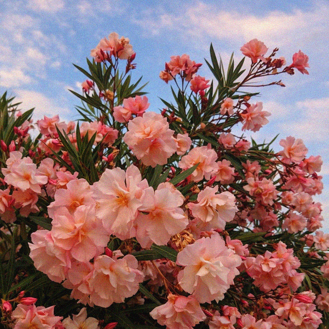 Beautiful Life cover