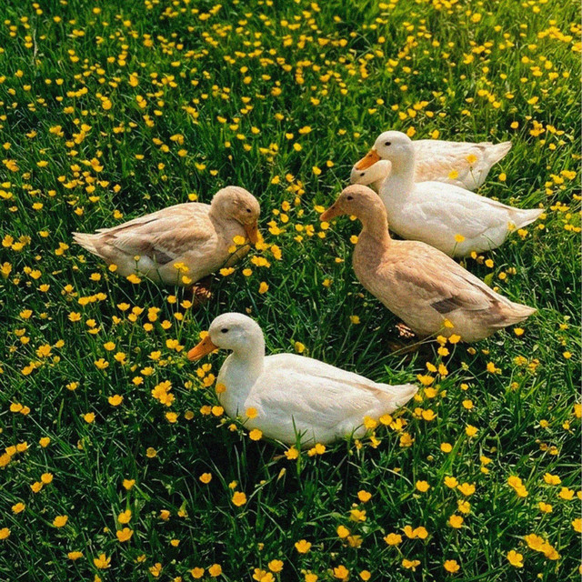 Little Duck - Nature Sounds cover