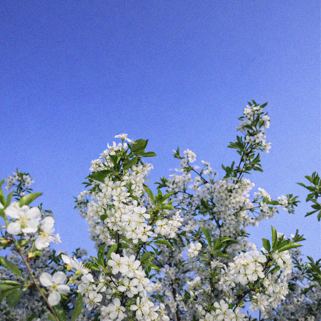 Spring Breeze cover