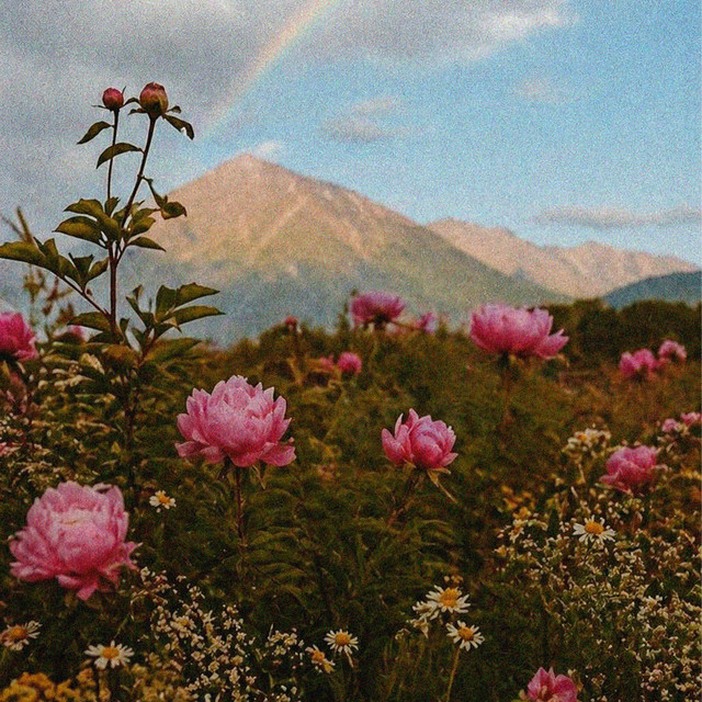 May Daydream cover