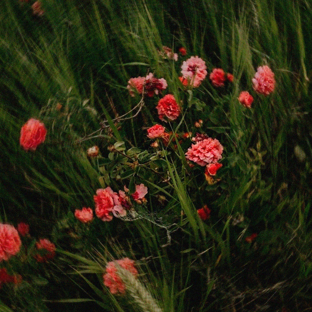 May (Nature Sounds) cover
